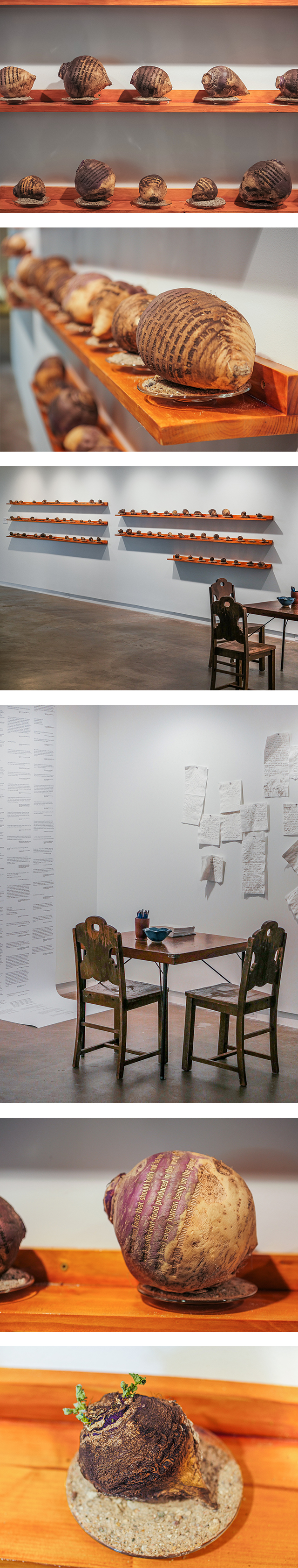 various shots of rutabagas inscribed with text about hunger on shelves at Borzello Gallery at Knox College